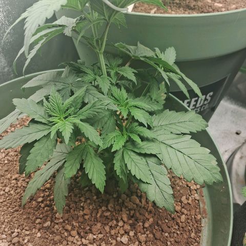 Amnésia  growlog timeline photo