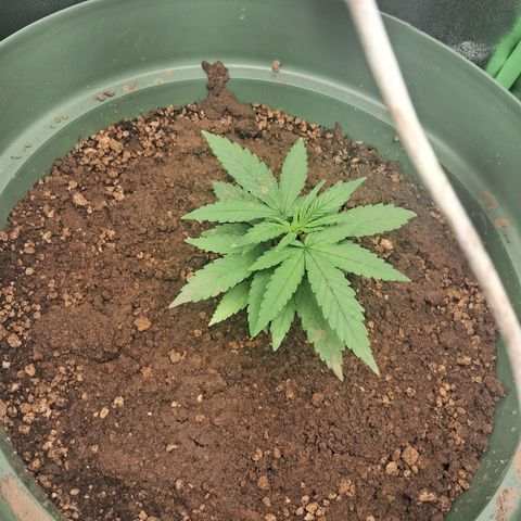 Amnésia  growlog timeline photo