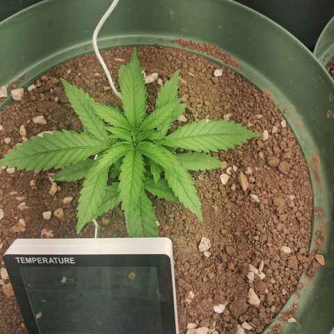 Amnésia  growlog timeline photo