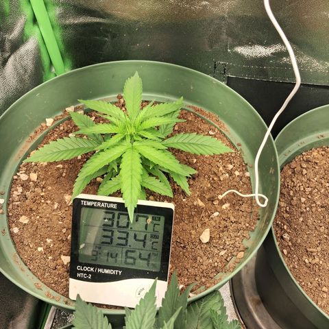Amnésia  growlog timeline photo