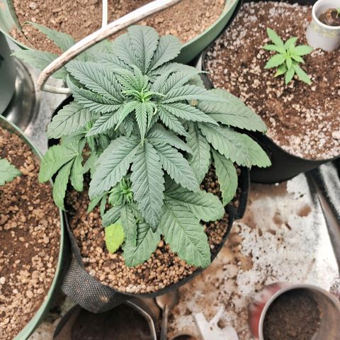 Amnésia  growlog timeline photo