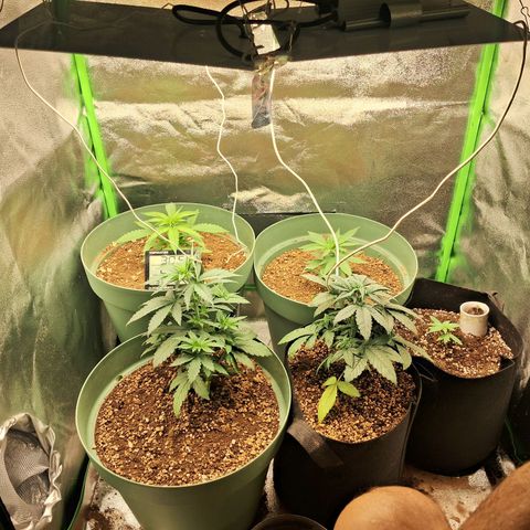 Amnésia  growlog timeline photo