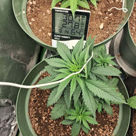 Amnésia  growlog timeline photo