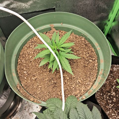 Amnésia  growlog timeline photo