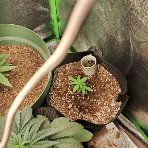 Amnésia  growlog timeline photo