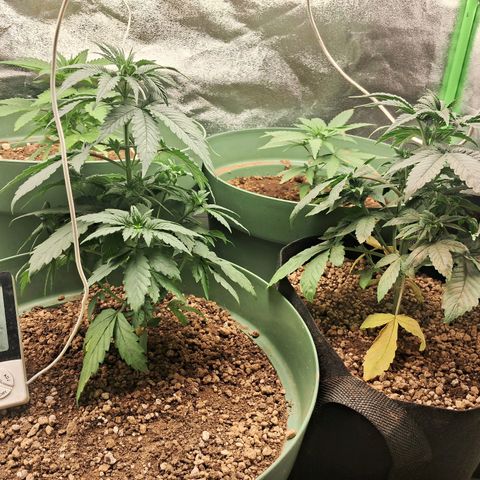 Amnésia  growlog timeline photo