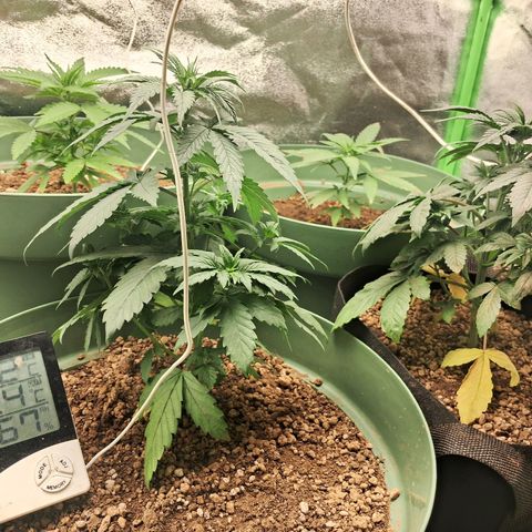 Amnésia  growlog timeline photo