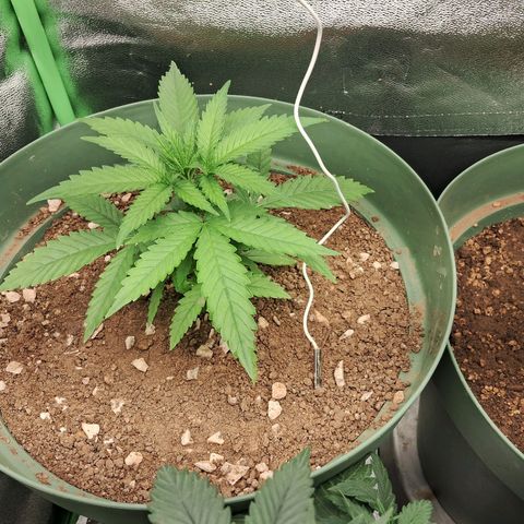 Amnésia  growlog timeline photo