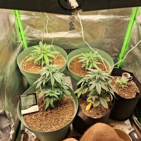 Amnésia  growlog timeline photo