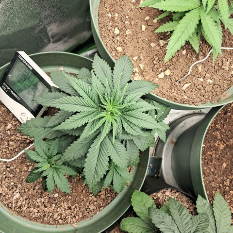 Amnésia  growlog timeline photo