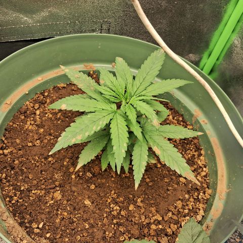 Amnésia  growlog timeline photo