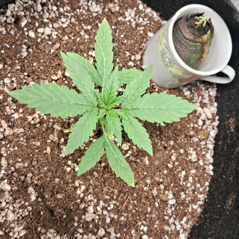 Amnésia  growlog timeline photo