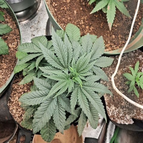 Amnésia  growlog timeline photo