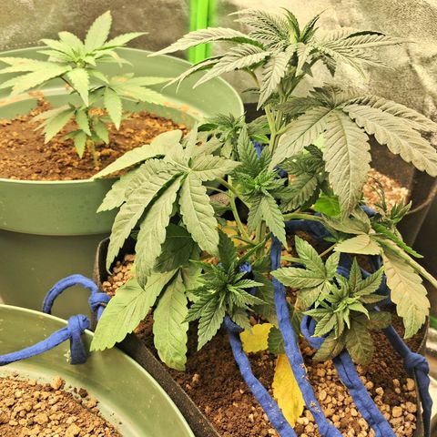 Amnésia  growlog timeline photo