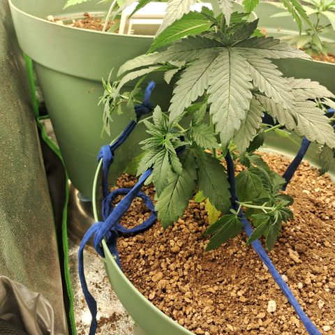 Amnésia  growlog timeline photo