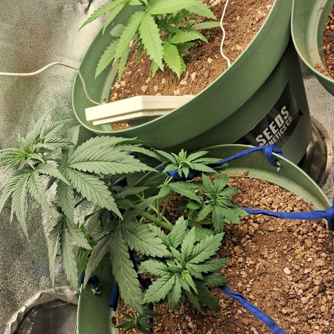 Amnésia  growlog timeline photo