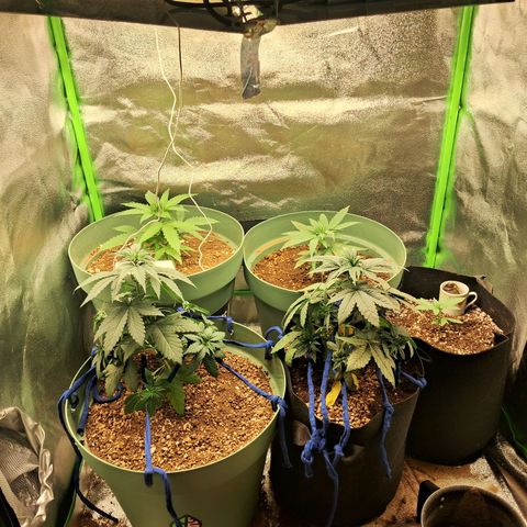 Amnésia  growlog timeline photo