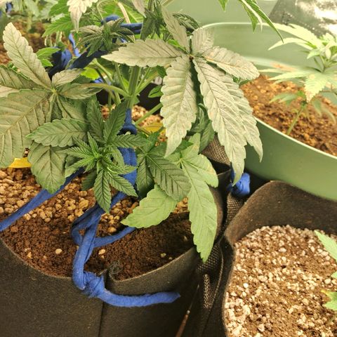 Amnésia  growlog timeline photo