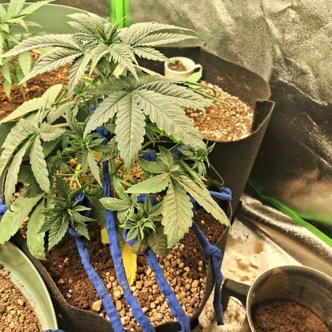 Amnésia  growlog timeline photo