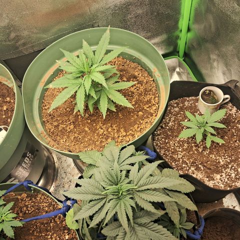 Amnésia  growlog timeline photo