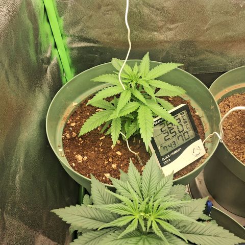 Amnésia  growlog timeline photo