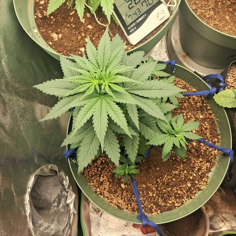Amnésia  growlog timeline photo