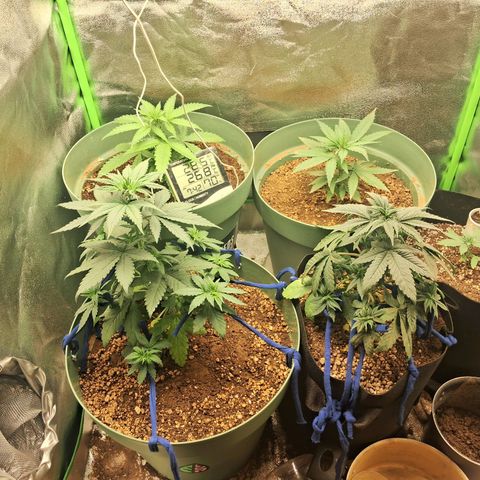 Amnésia  growlog timeline photo