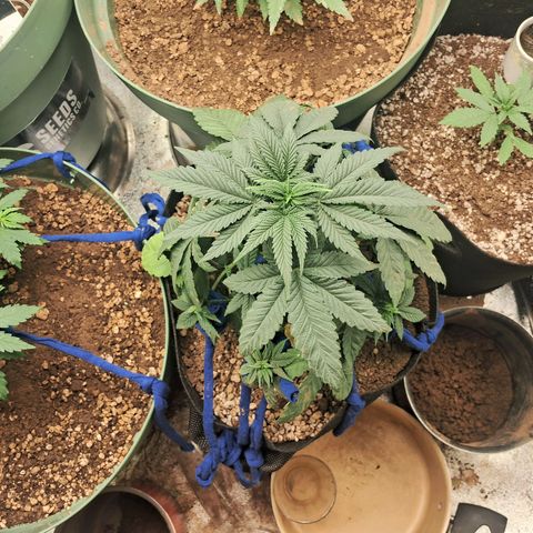 Amnésia  growlog timeline photo