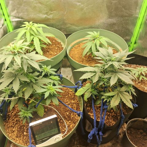 Amnésia  growlog timeline photo