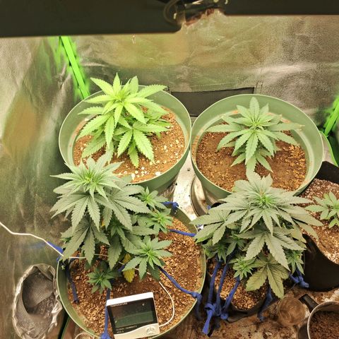 Amnésia  growlog timeline photo