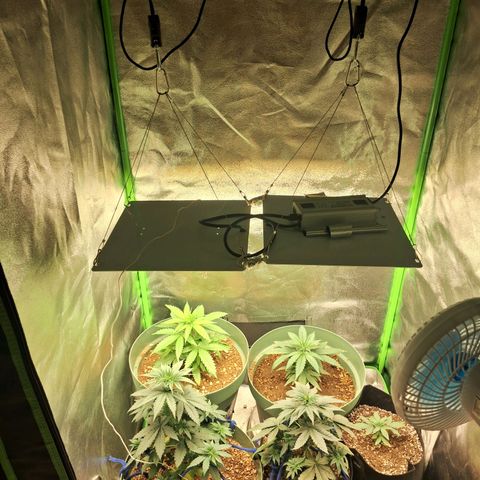 Amnésia  growlog timeline photo