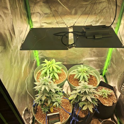 Amnésia  growlog timeline photo