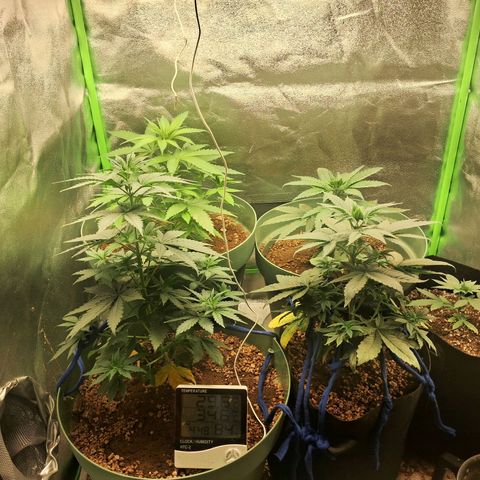 Amnésia  growlog timeline photo