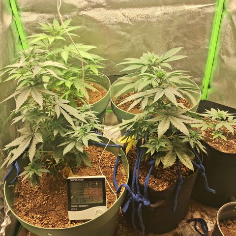 Amnésia  growlog timeline photo