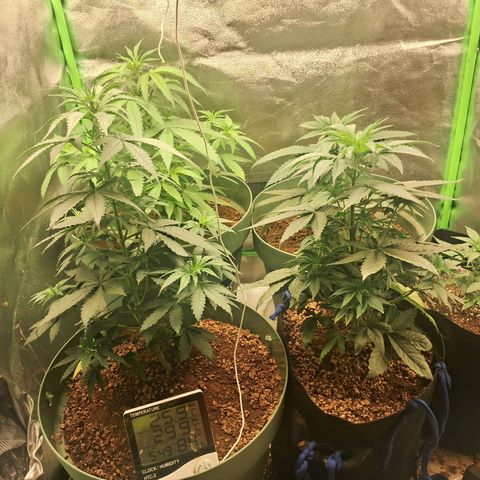 Amnésia  growlog timeline photo