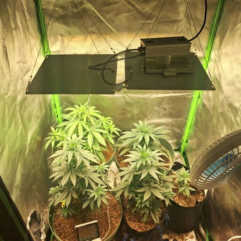 Amnésia  growlog timeline photo