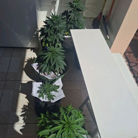 Amnésia  growlog timeline photo
