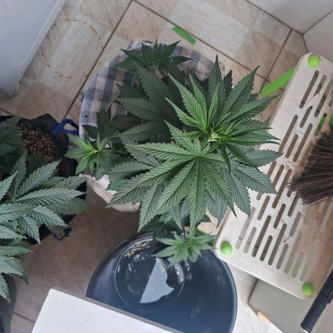 Amnésia  growlog timeline photo