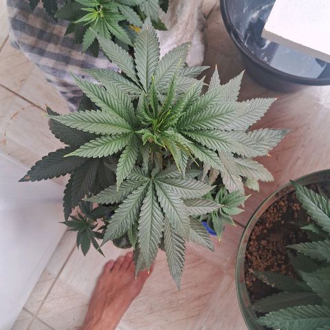 Amnésia  growlog timeline photo