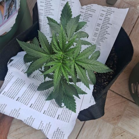 Amnésia  growlog timeline photo