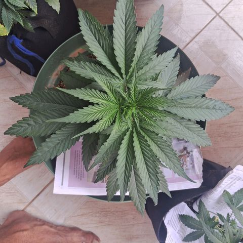 Amnésia  growlog timeline photo