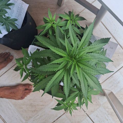 Amnésia  growlog timeline photo