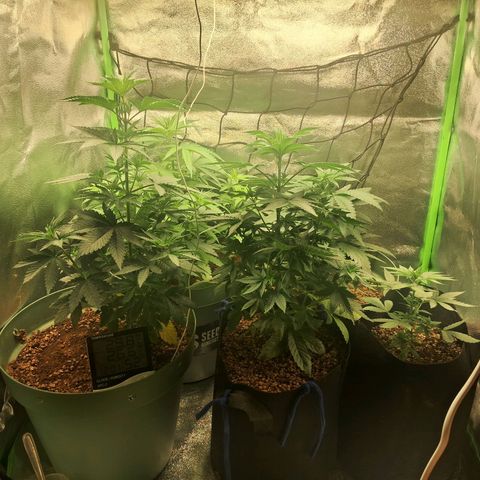 Amnésia  growlog timeline photo