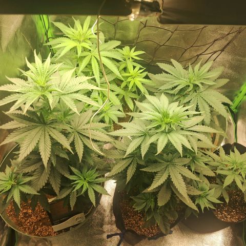 Amnésia  growlog timeline photo