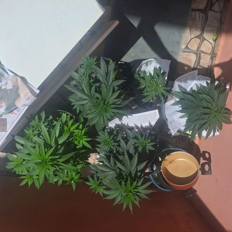 Amnésia  growlog timeline photo