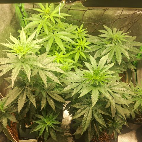 Amnésia  growlog timeline photo