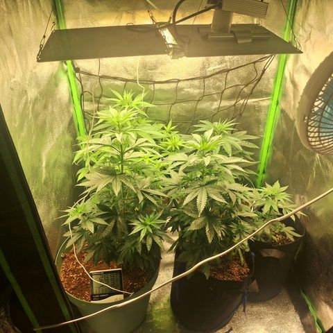 Amnésia  growlog timeline photo