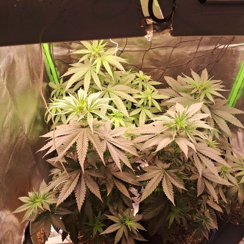 Amnésia  growlog timeline photo