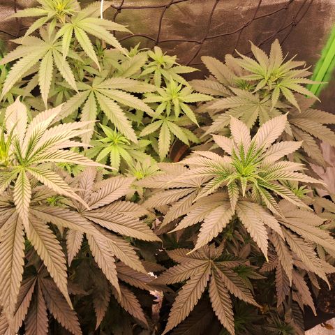Amnésia  growlog timeline photo