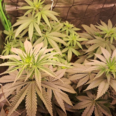 Amnésia  growlog timeline photo